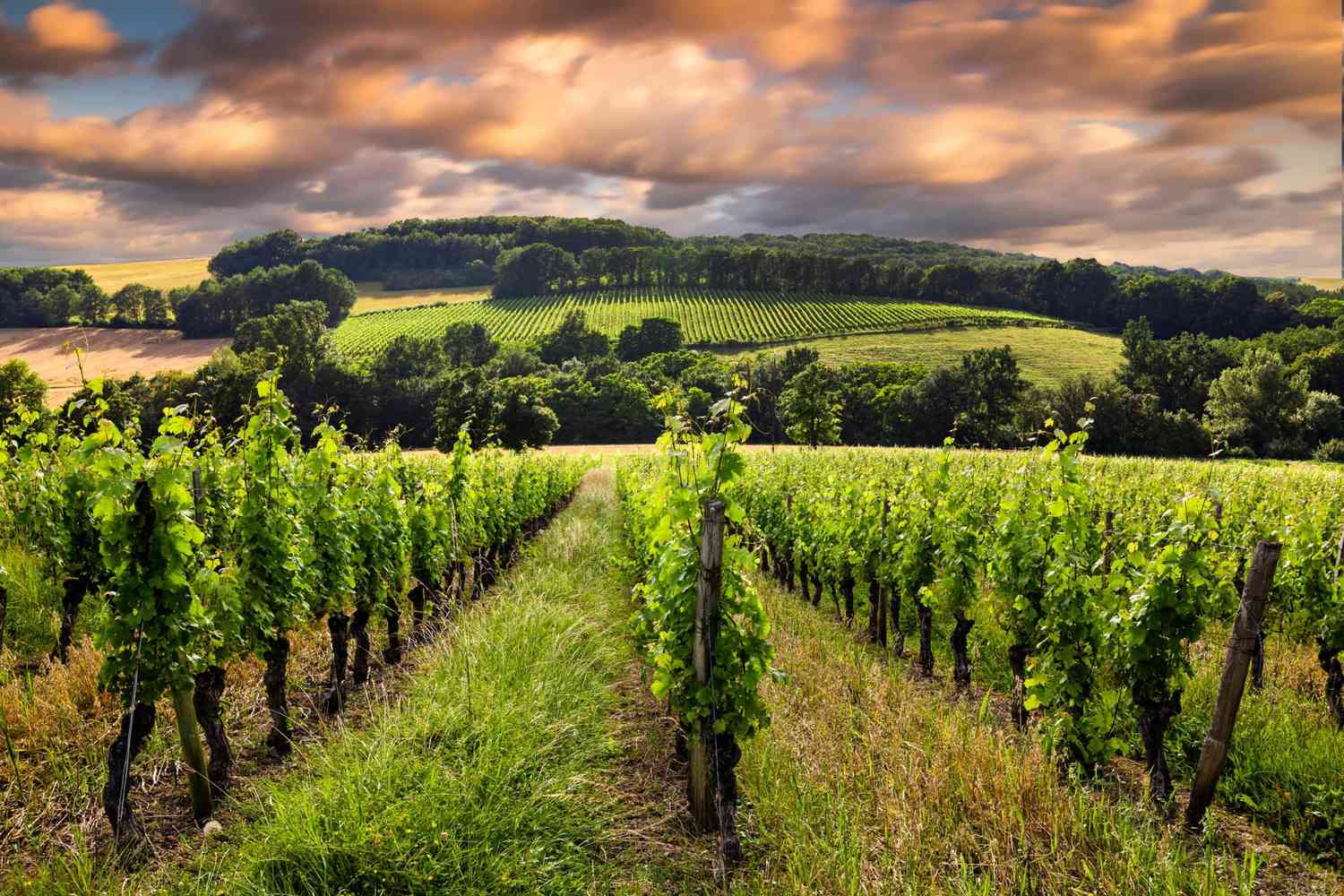 Guía Básica para Principiantes: Diferencias entre los Vinos de Burdeos y Borgoña